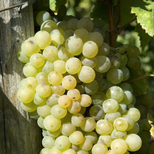 Grape Vine 'Lilla' (Hungarian) 2L