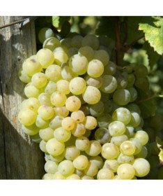 Grape Vine 'Lilla' (Hungarian) 2L