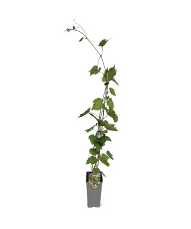 Grape Vine 'Lilla' (Hungarian) 2L
