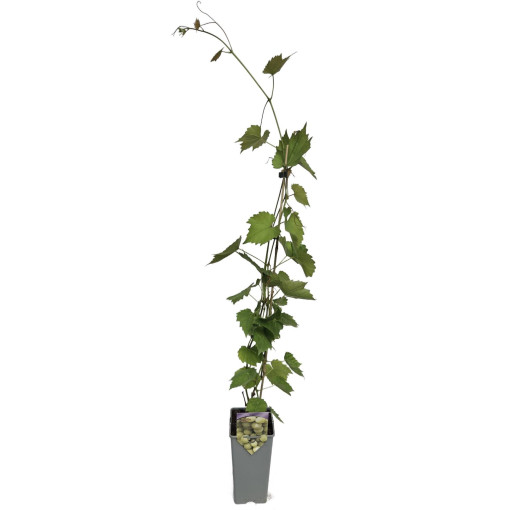 Grape Vine 'Lilla' (Hungarian) 2L