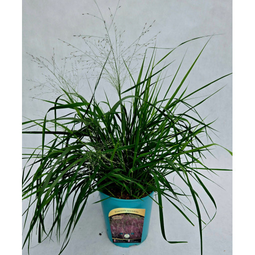 Tufted Hairgrass (Deschampsia cespitosa)  4l