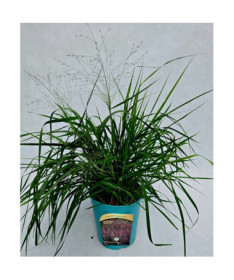 Tufted Hairgrass (Deschampsia cespitosa)  4l