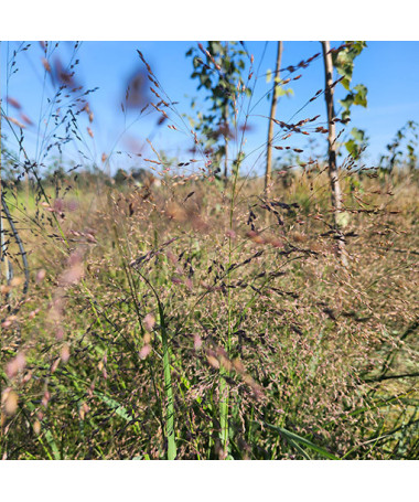 Tufted Hairgrass (Deschampsia cespitosa)  4l
