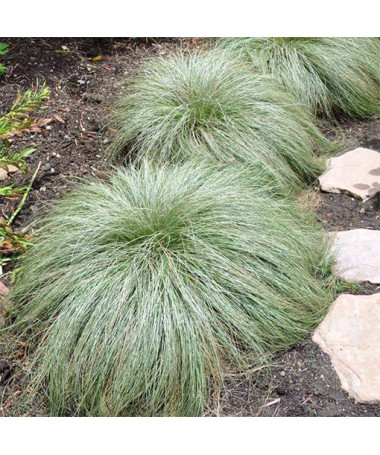 Carex comans ‘Frosted Curls' 2L
