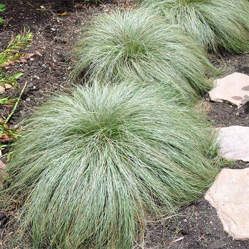 Carex comans ‘Frosted Curls' 2L
