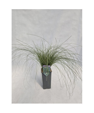 Carex comans ‘Frosted Curls' 2L