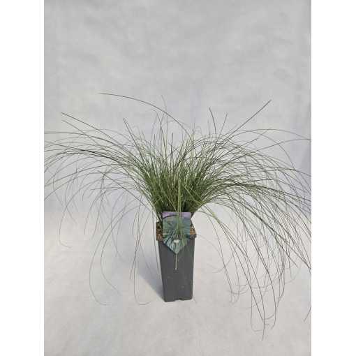 Carex comans ‘Frosted Curls' 2L