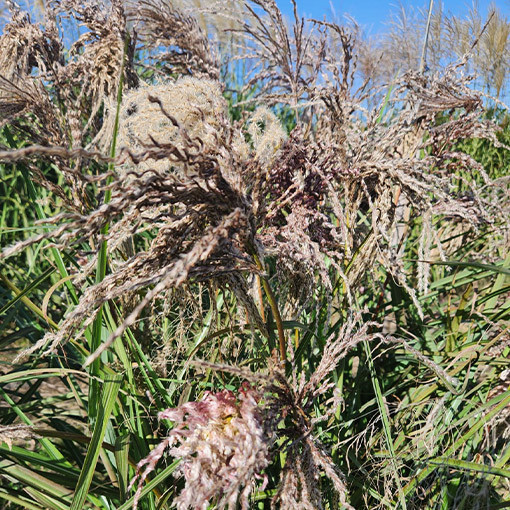 Chinese Silvergrass ‘Dread Locks'  4l