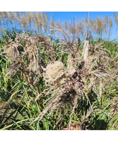 Chinese Silvergrass ‘Dread Locks'  4l