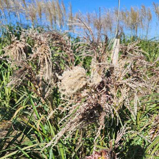 Chinese Silvergrass ‘Dread Locks'  4l