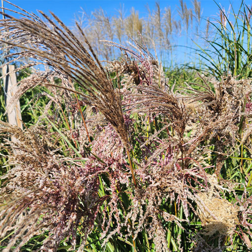 Chinese Silvergrass ‘Dread Locks'  4l