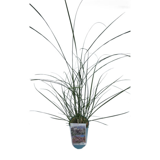 Chinese Silvergrass ‘Dread Locks'  4l