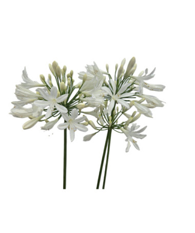 African Lily White 2L