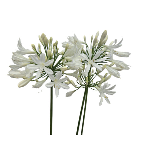 African Lily White 2L