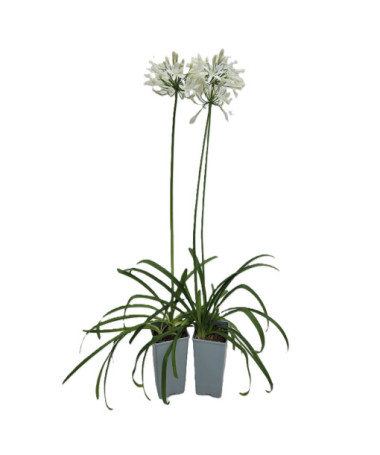 African Lily White 2L