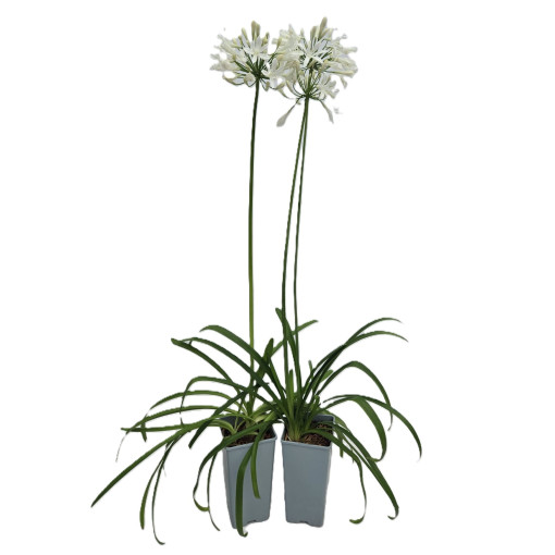 African Lily White 2L