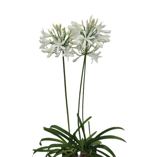 African Lily White 2L