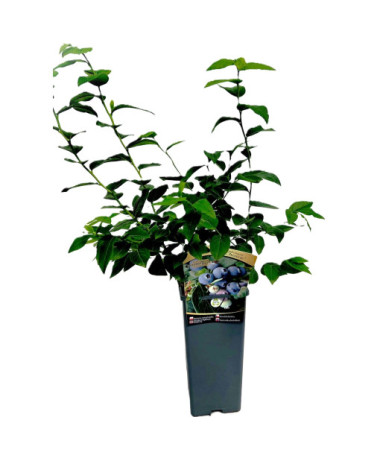 Blueberry Hanna Choice 2L