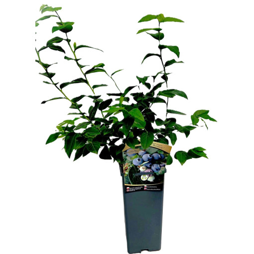 Blueberry Hanna Choice 2L