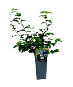 Blueberry Hanna Choice 2L