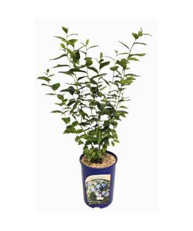 Highbush Blueberry ‘Hanna Choice'  4l