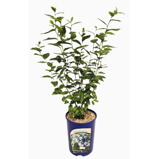 Highbush Blueberry ‘Hanna Choice'  4l