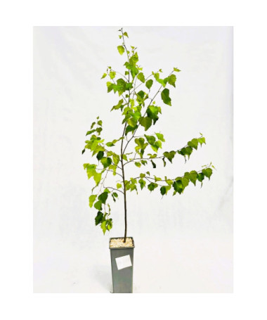Silver Birch 2L