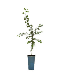 Common Hawthorn 2L