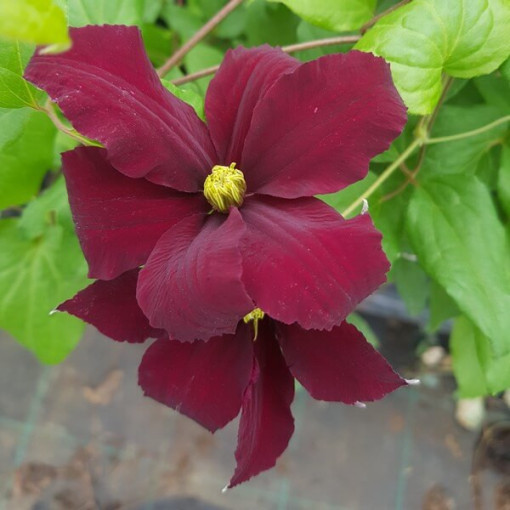 Clematis Westerplatte, 4L pot