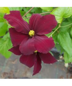 Clematis Westerplatte, 4L pot