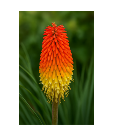 Kniphofia ‘Red Hot Poker' P9/C1
