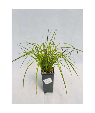 Rigid Sedge ‘Aurea' 2L