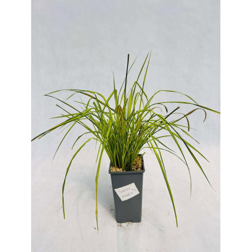 Rigid Sedge ‘Aurea' 2L