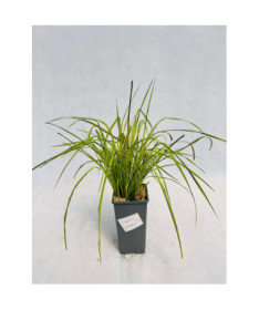 Rigid Sedge ‘Aurea' 2L