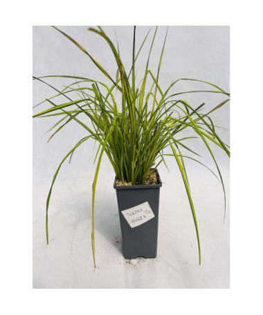 Rigid Sedge ‘Aurea' 2L