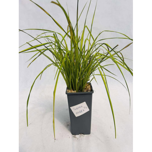 Rigid Sedge ‘Aurea' 2L