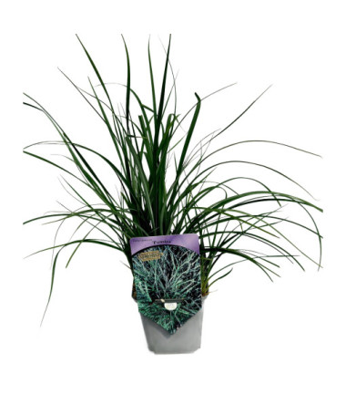 Sedge ‘Pamira' P9/C1