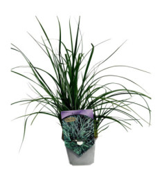 Sedge ‘Pamira' P9/C1