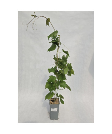 Grape Vine ‘Leon Millot' 2L