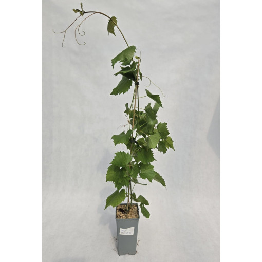 Grape Vine ‘Leon Millot' 2L