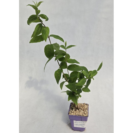 Deutzia ‘Strawberry Fields'