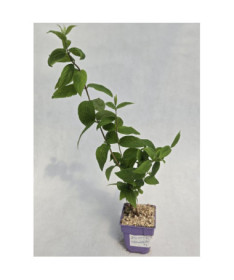 Deutzia ‘Strawberry Fields'