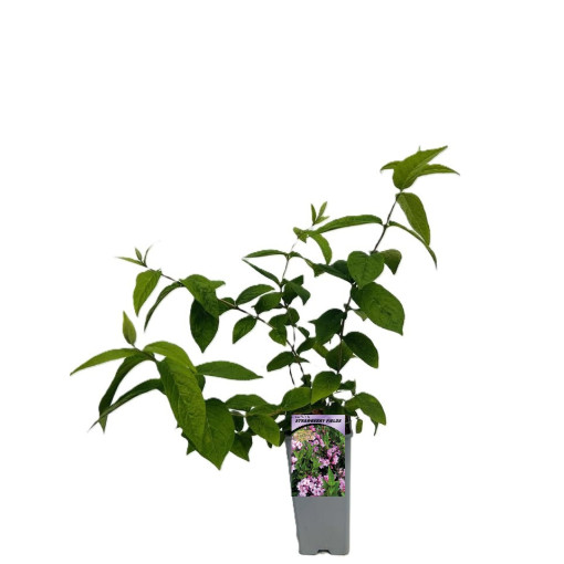 Deutzia × hybrida ‘Strawberry Fields' 2L