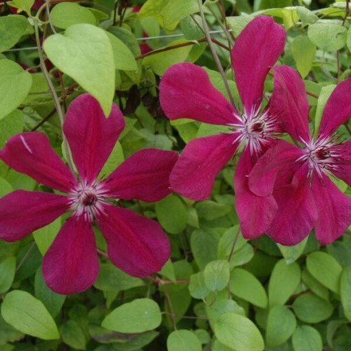 Clematis Westerplatte, 4L pot