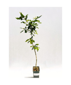 Sessile Oak 2L
