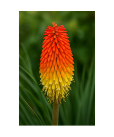 Kniphofia ‘Red Hot Poker' 2L