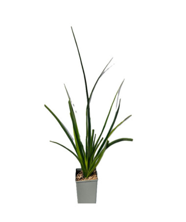 Kniphofia ‘Red Hot Poker' 2L