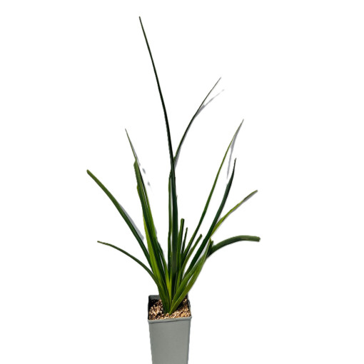 Kniphofia ‘Red Hot Poker' 2L