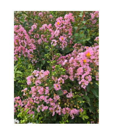 Indian Lagerstroemia (Crape Myrtle) 2L