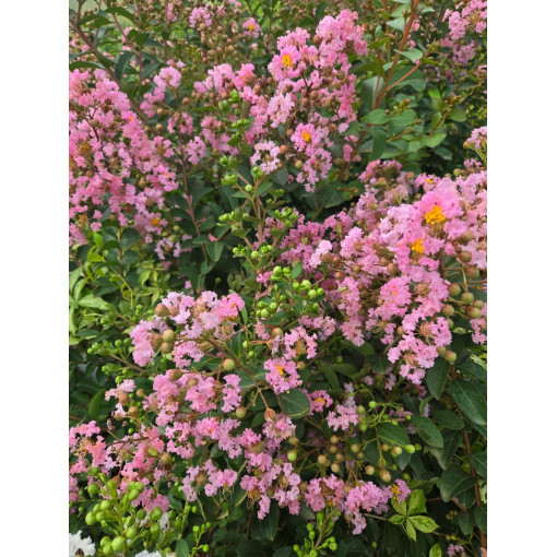 Indian Lagerstroemia (Crape Myrtle) 2L